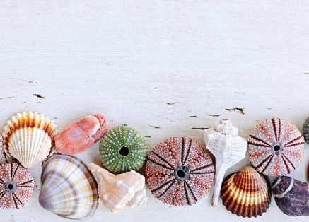 seashells-on-wood-background-elena-elisseeva